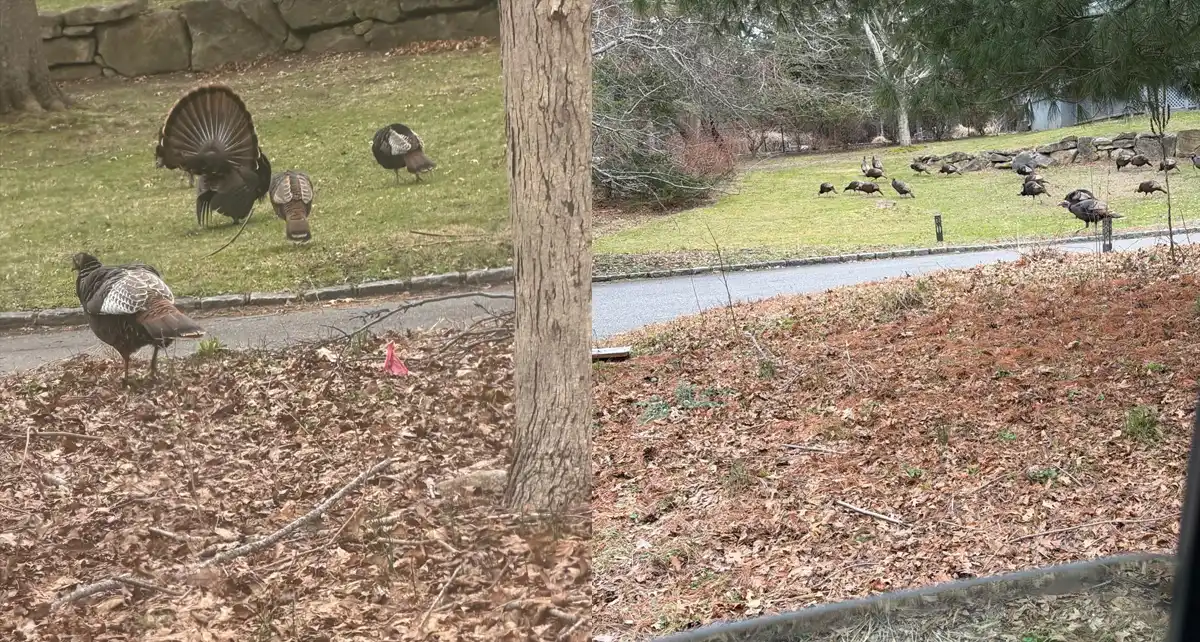 hunting in georgia