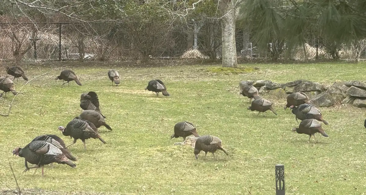 hunting in georgia